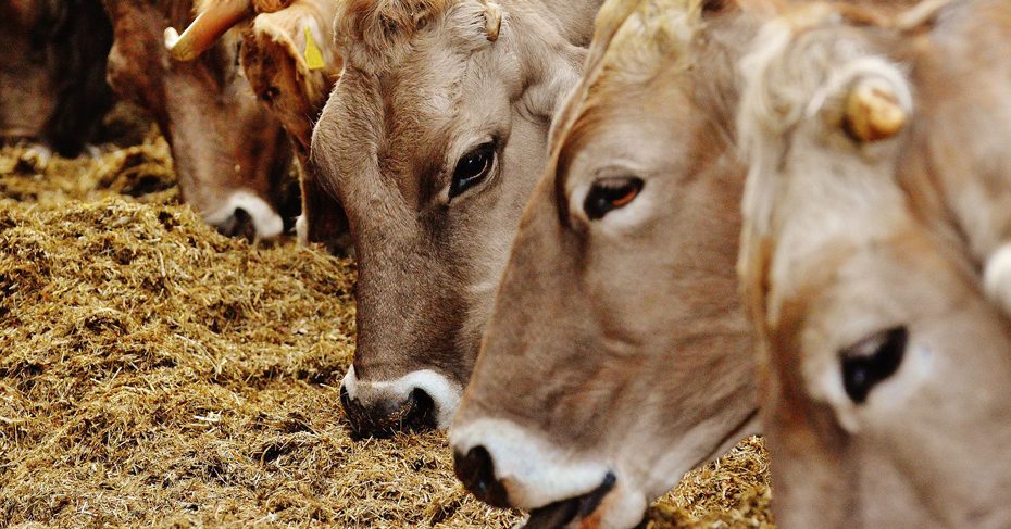 Förderung-für-Tierversicherungen-seit-01.01.2019